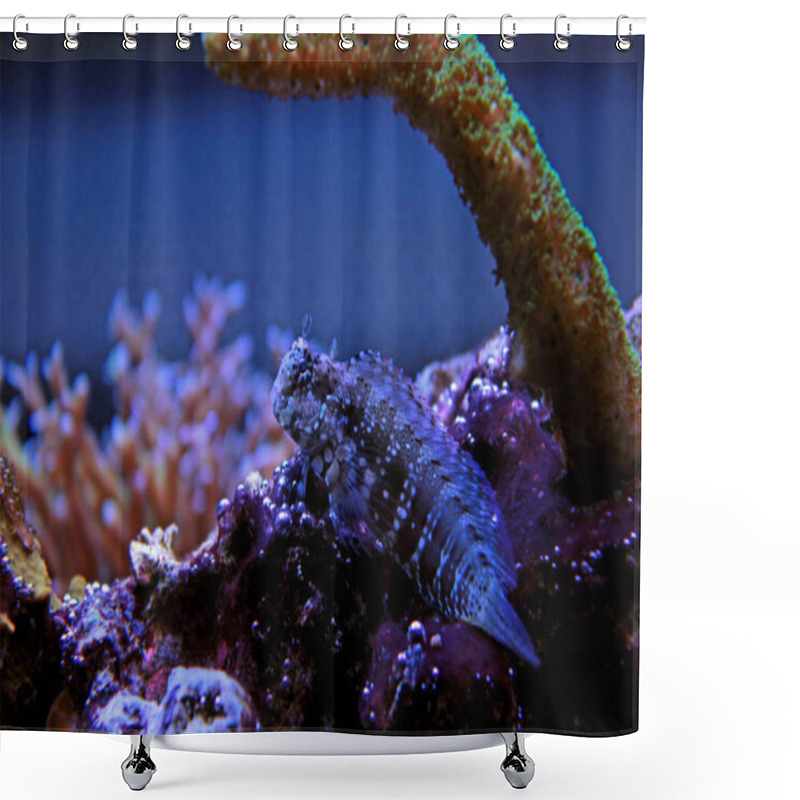 Personality  Algae Blenny (Salarias Fasciatus) Shower Curtains