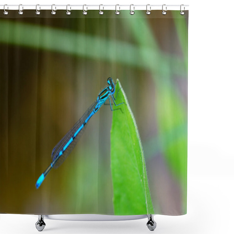 Personality  Blue Dragonfly On The Pond Shower Curtains