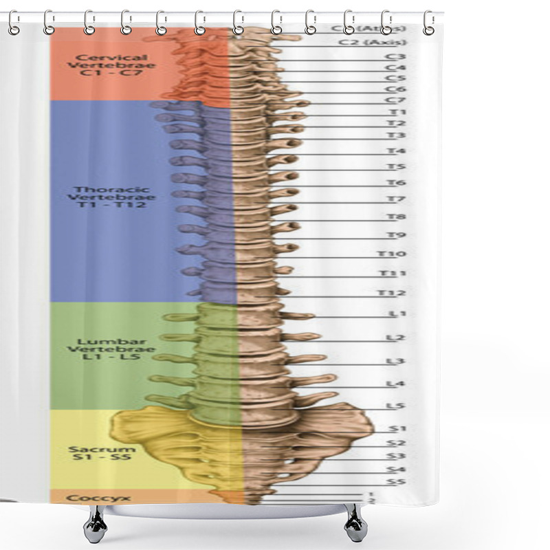 Personality  Didactic Board, Anatomy Of Human Bony System, Human Skeletal System, The Skeleton, Spine, The Bony Spinal Column, Vertebral Column, Vertebral Bones, Trunk Wall, Anatomical Body, Anterior View Shower Curtains