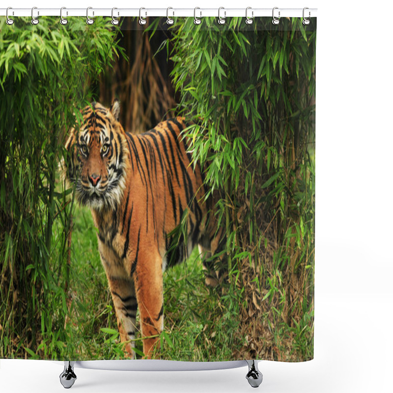 Personality  Tiger In The Woods Shower Curtains