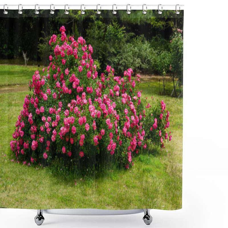 Personality  Beautiful Pink Roses Blooming In The Rose Garden. Shower Curtains