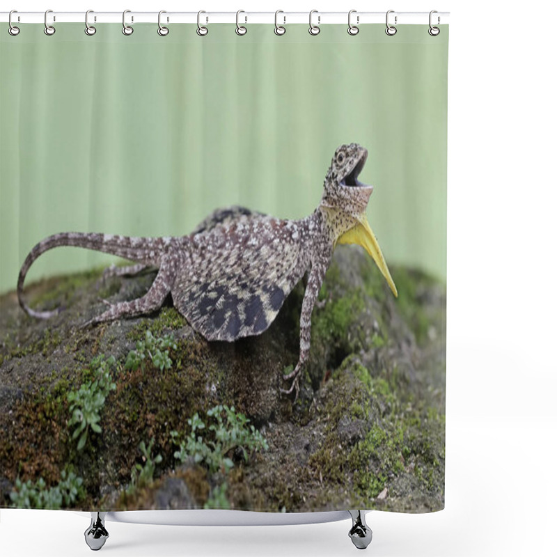 Personality  A Flying Dragon Displays Aggressive Behavior When Another Reptile Enters Its Territory. This Reptile That Moves From One Tree To Another By Sliding Has The Scientific Name Draco Volans. Shower Curtains