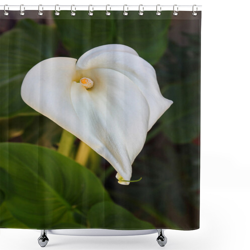 Personality  Calla Lilly Flower In The Garden Shower Curtains