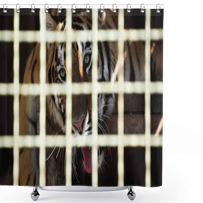 Personality  Tiger Yawning In Cage With Blurred Foreground  Shower Curtains