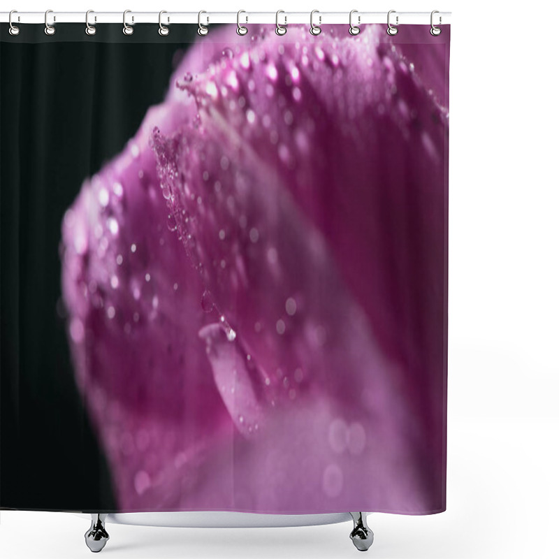 Personality  Close Up View Of Violet Tulip With Water Drops Isolated On Black Shower Curtains