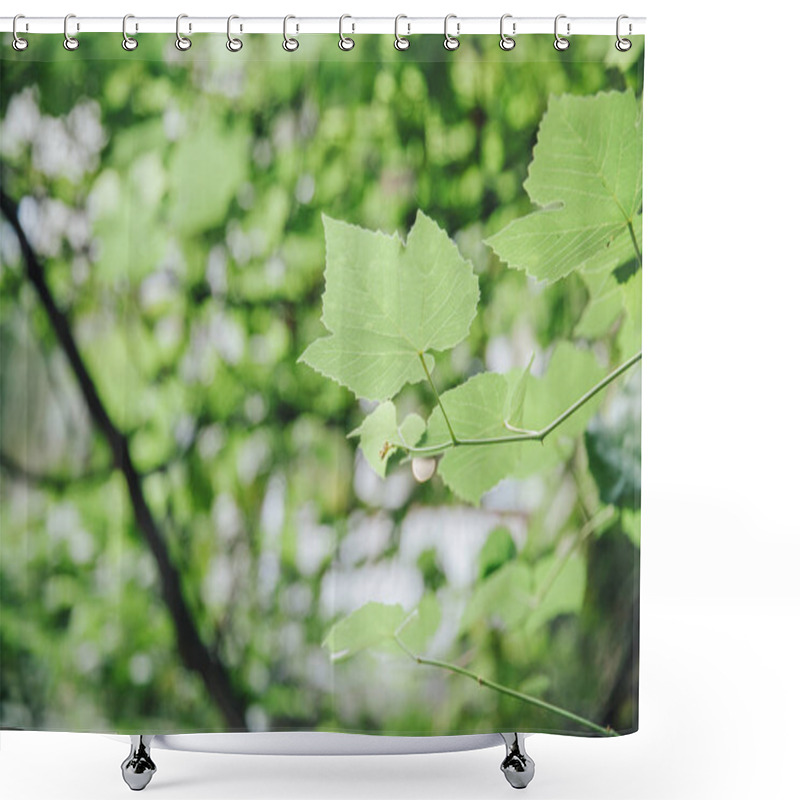 Personality  Selective Focus Of Green Leaves On Twigs Shower Curtains