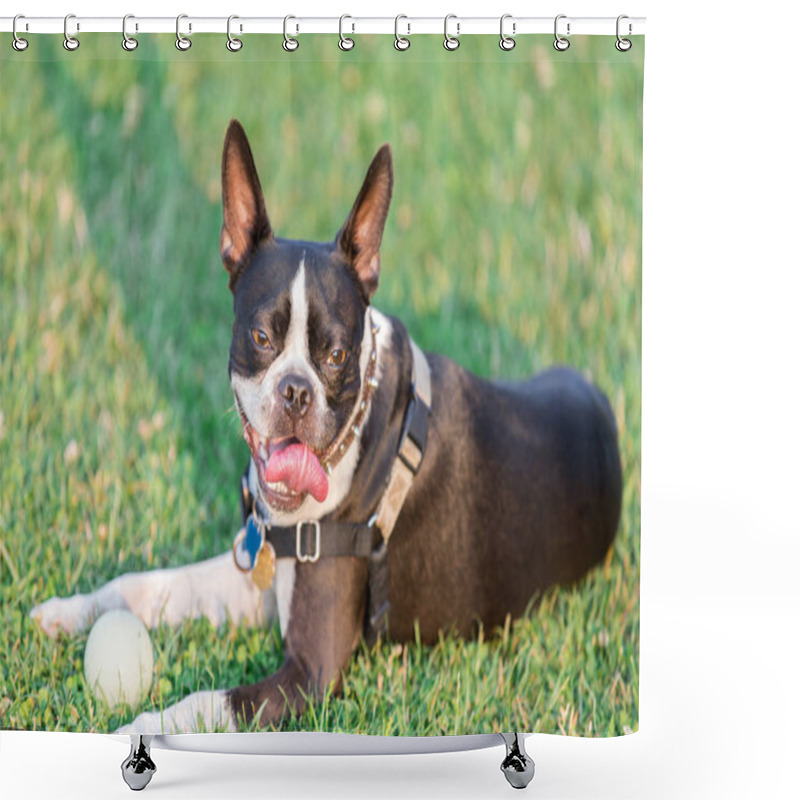 Personality  Boston Terrier Female Resting. Off Leash Dog Park In Northern California. Shower Curtains