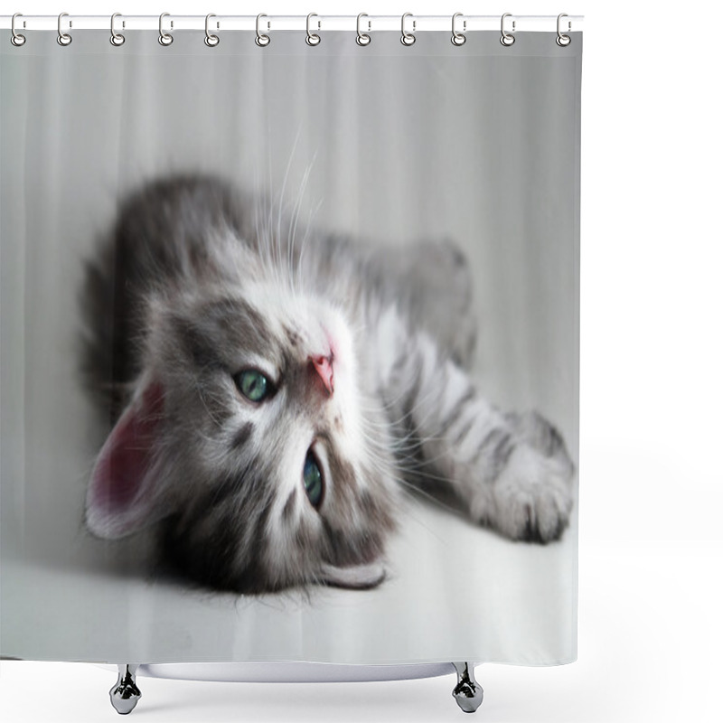 Personality  Kitten Lays - Gray Background Shower Curtains