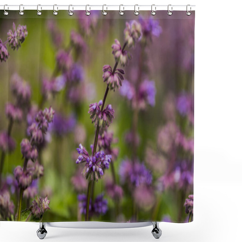 Personality  Clsoeup Of The Salvia Flowers In The Field Shower Curtains