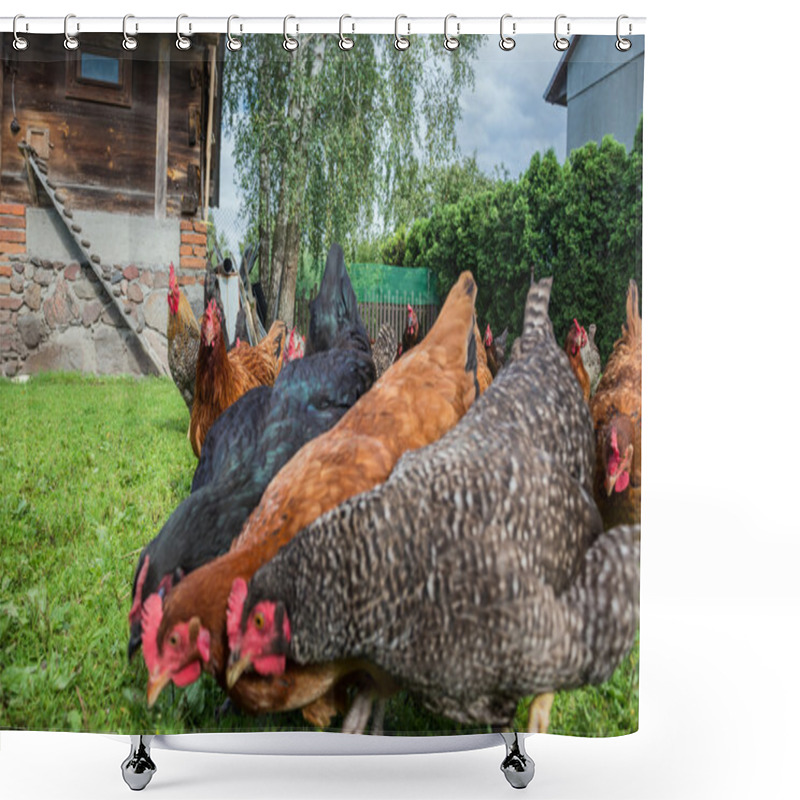 Personality  Chickens In Poland Shower Curtains