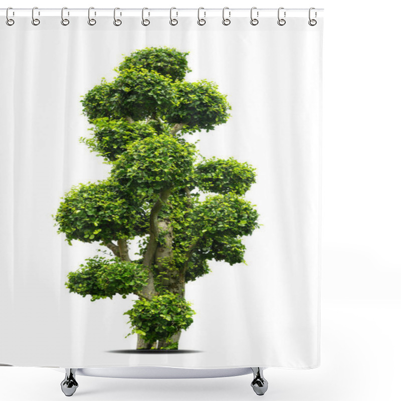 Personality  Tako Tree Bending On Isolate White Background.Bonsai Ebony Element Tree For Decorate Architect Design On White Background. Shower Curtains