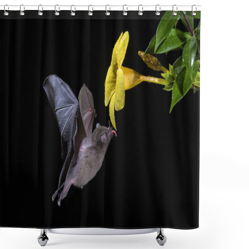 Personality  Pallas's Long-tongued Bat - Glossophaga Soricina, New World Leaf-nosed Bat Feeding Nectar On The Flower In Night, Central America Forests, Costa Rica. Shower Curtains