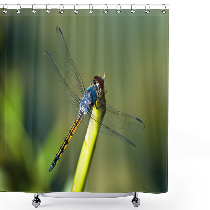 Personality  Blue Dragonfly Shower Curtains