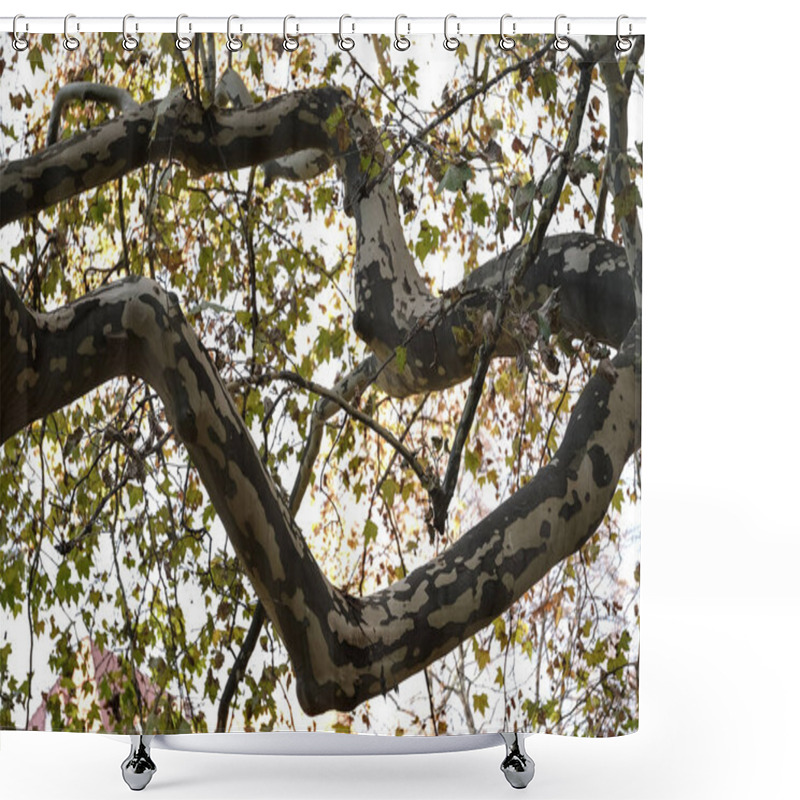 Personality  A Close Up View Of Tree Branches With A Distinct, Textured Bark And Autumn Leaves. The Golden Sunlight Enhances The Seasonal Atmosphere, Capturing The Beauty Of Nature S Transition. This Photo Is Well Shower Curtains