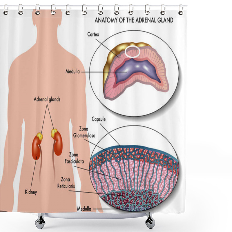 Personality  Adrenal Gland Shower Curtains