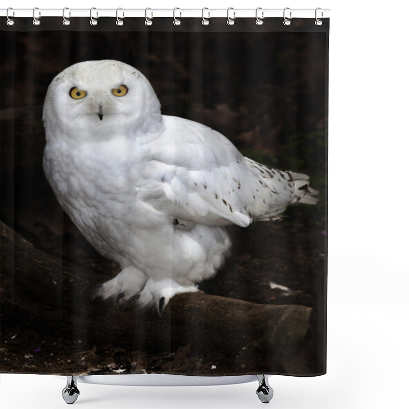 Personality  Snowy Owl Shower Curtains