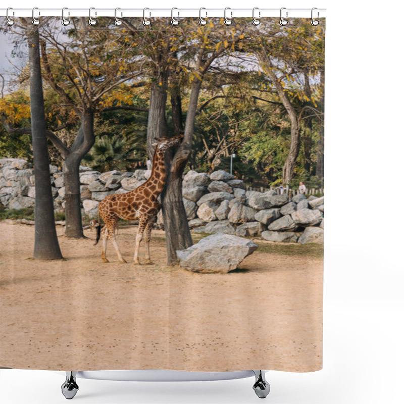 Personality  Funny Giraffe Walking Between Trees In Zoological Park, Barcelona, Spain Shower Curtains