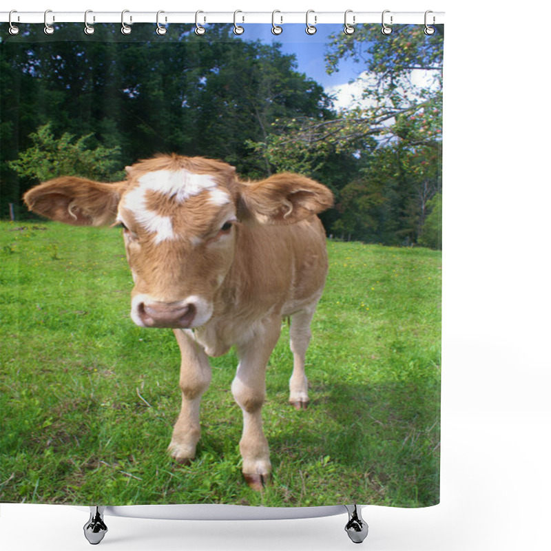 Personality  Calf Grazing On Meadow Shower Curtains