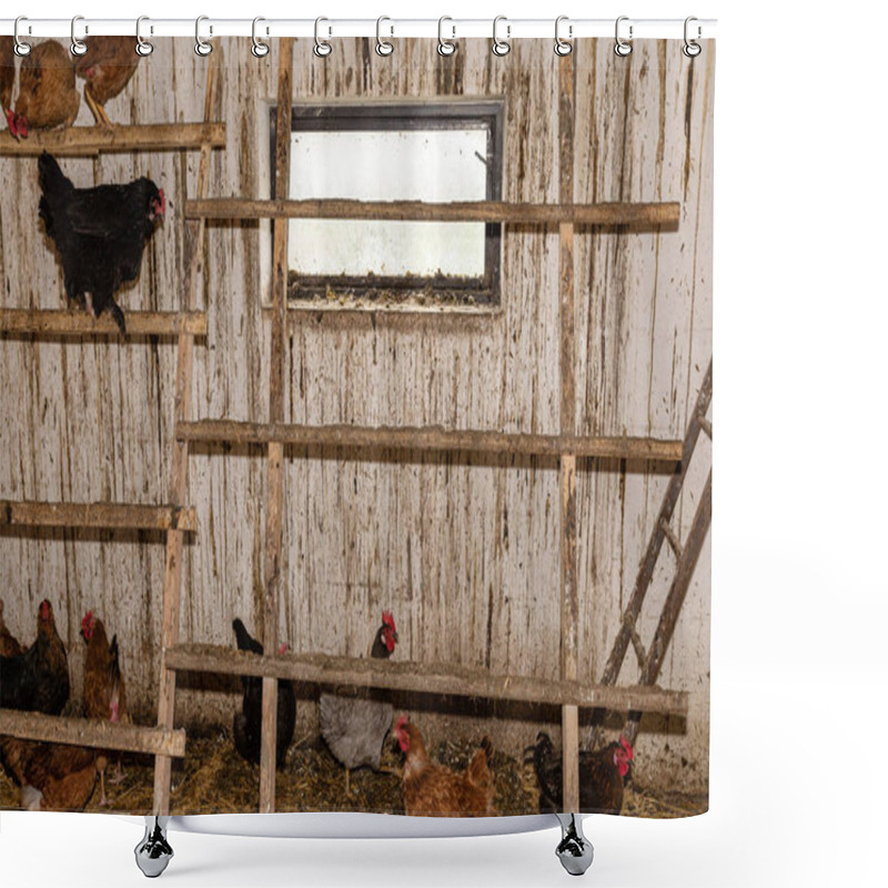 Personality  Hens Standing On A Wooden Ladder In A Chicken Coop With Dirty Walls. Shower Curtains