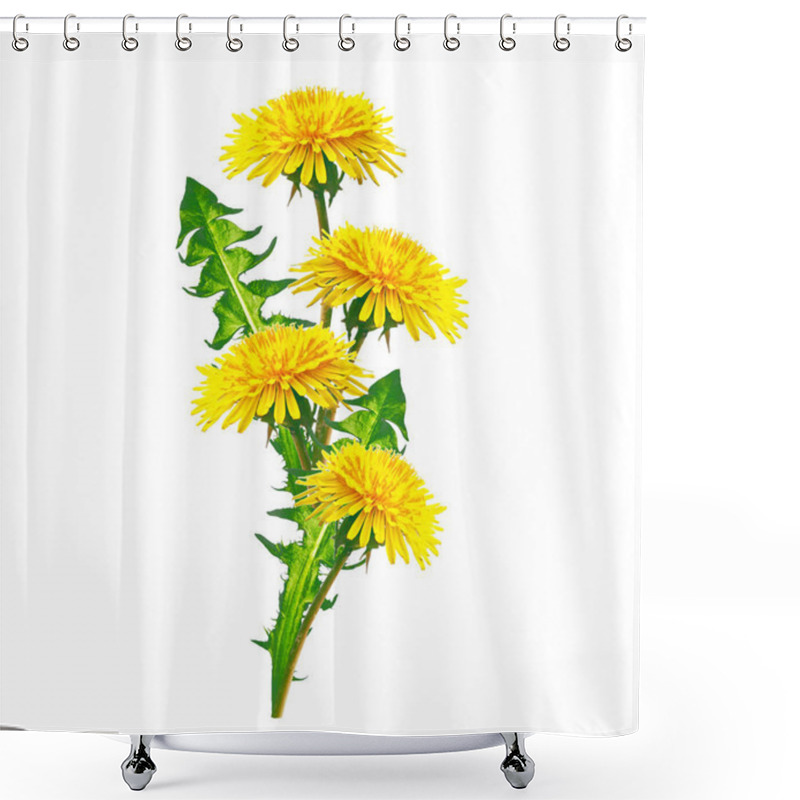 Personality  Fluffy Dandelion Flower Isolated On White Background. Shower Curtains