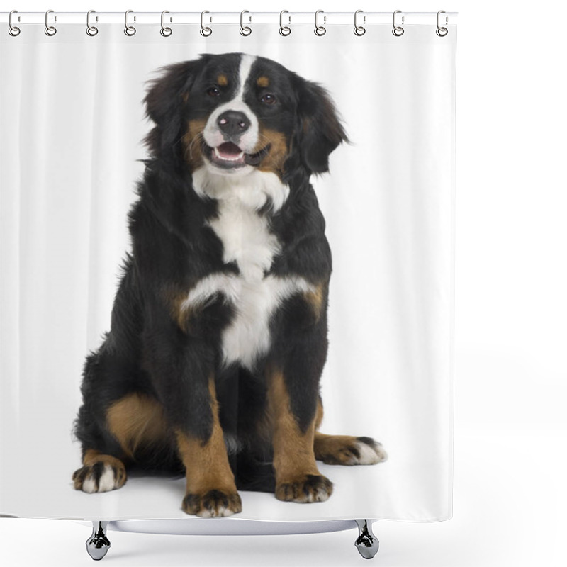 Personality  Bernese Mountain Dog Puppy, 6 Months Old, Sitting In Front Of White Background Shower Curtains