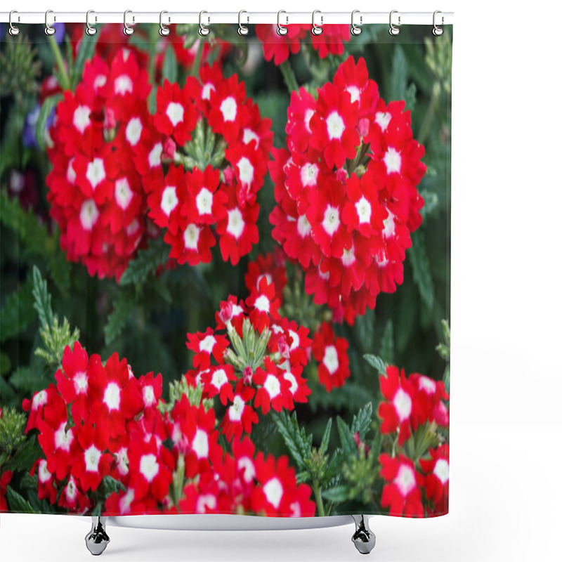 Personality  Red And White Verbena Flowers Shower Curtains