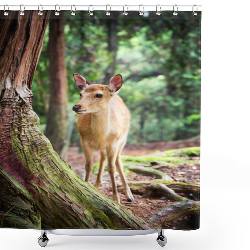 Personality  Young Sika Deer In Nara Park Shower Curtains