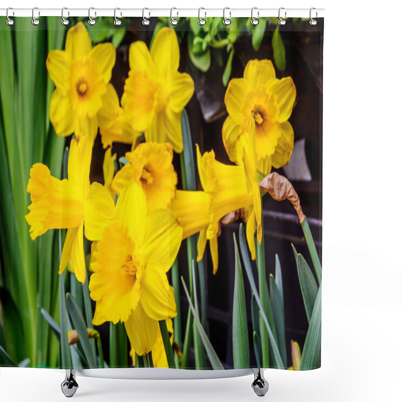 Personality  Yellow Daffodil. Shower Curtains