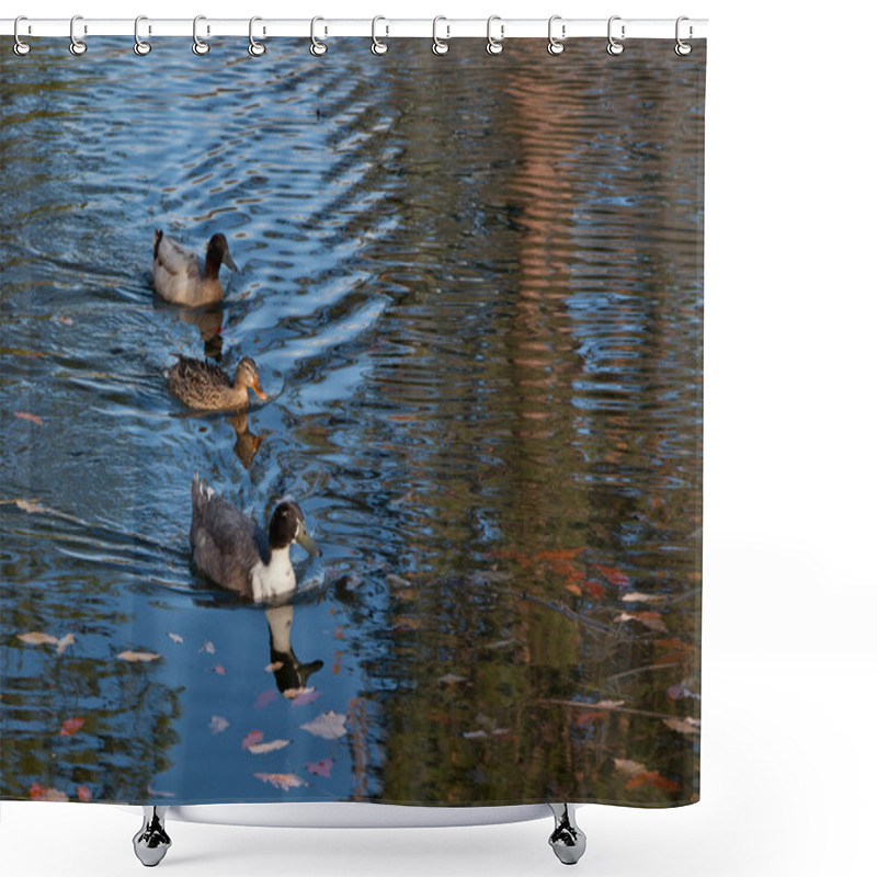 Personality  Ducks In A Row Shower Curtains