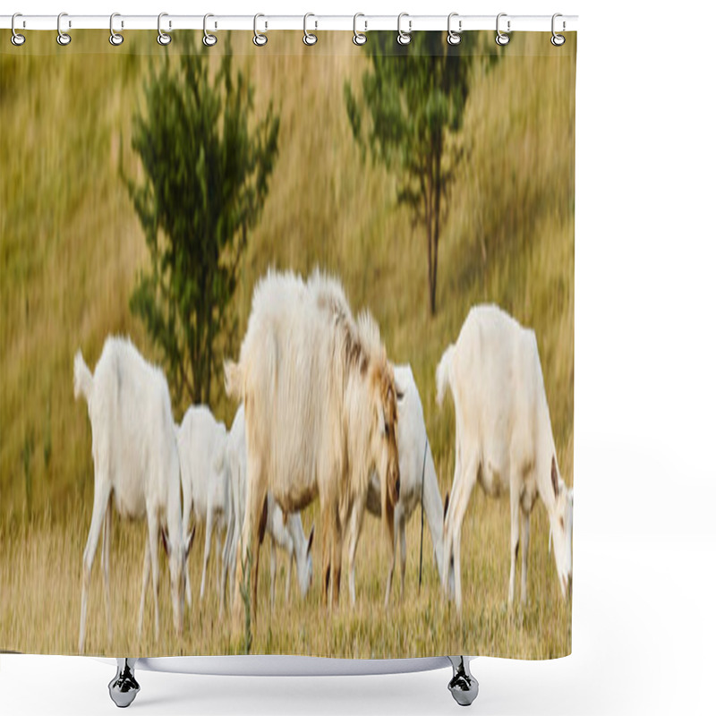 Personality  Huge Cattle Of Vivid Cute Goats Grazing Fresh Weeds And Grass While In Green Scenic Field, Banner Shower Curtains