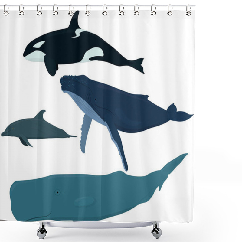 Personality  Sea Mammals: Orca, Dolphin, Blue Whale, Sperm Whale Vector Illustration Shower Curtains