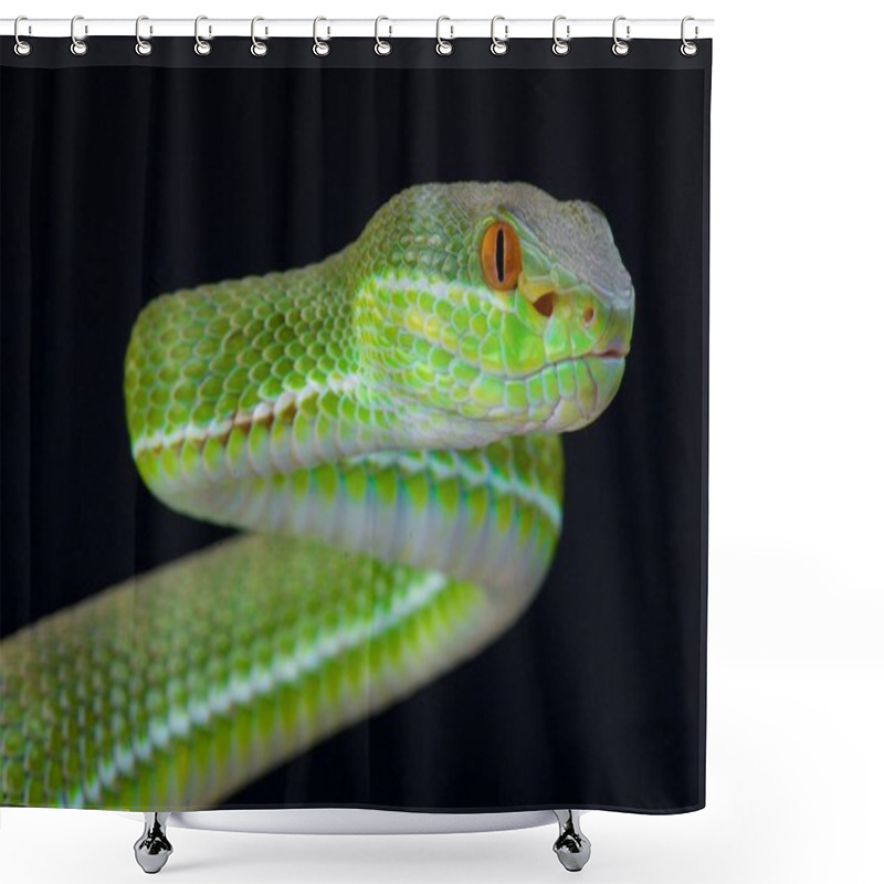 Personality  Chinese Tree Viper (Trimeresurus Stejnegeri) Shower Curtains