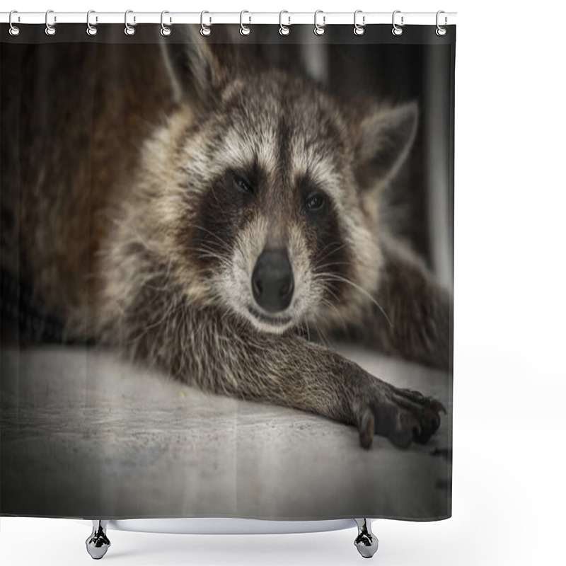 Personality  A Raccoon Lies Comfortably On A Surface, Basking In The Warmth Of The Sun, Exuding A Relaxed Attitude While Its Eyes Are Partially Closed. Shower Curtains