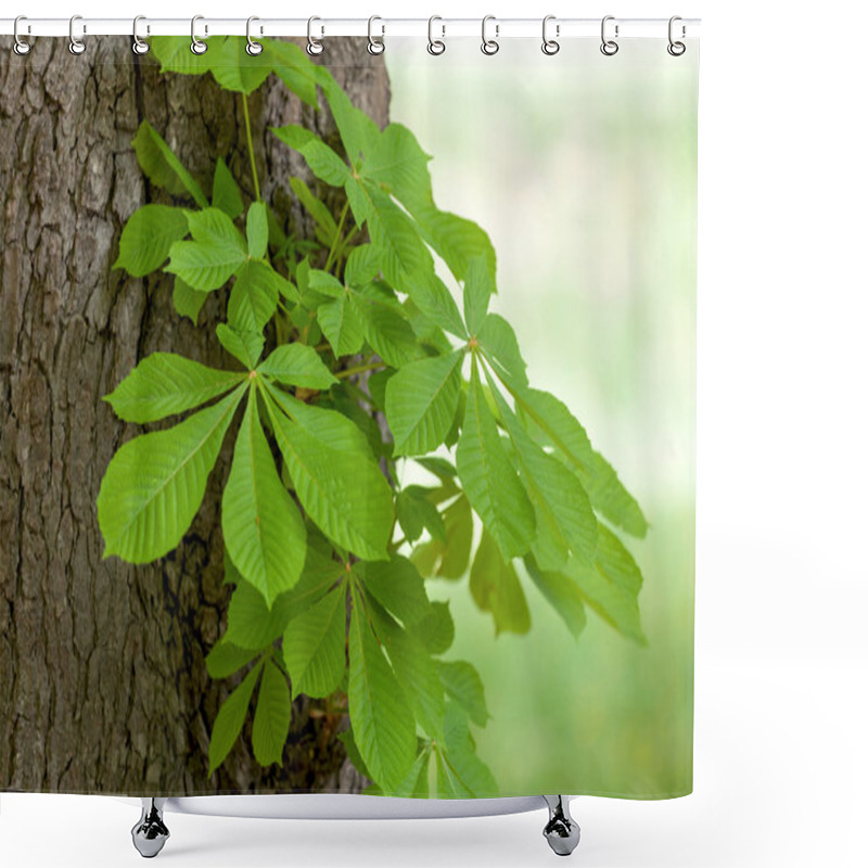 Personality  Tree Trunk With Green Branch Shower Curtains