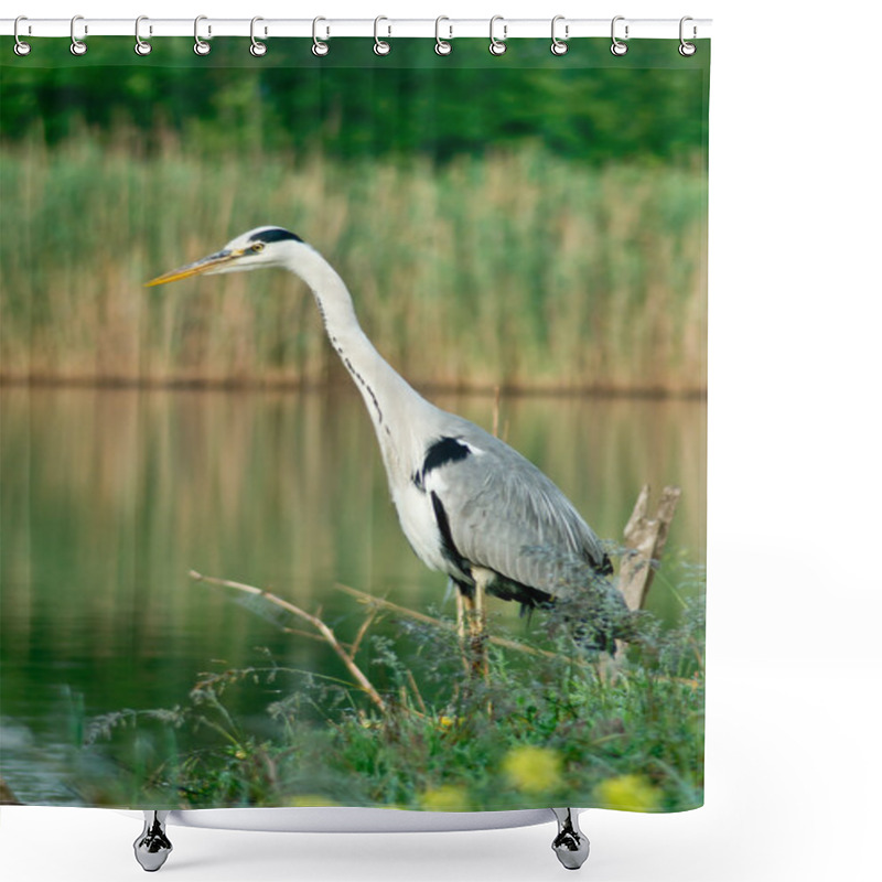 Personality  Blue Heron  (Ardea Cinerea)  Shower Curtains