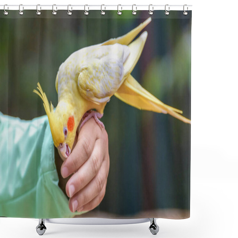 Personality  Budgerigar Is A Long-tailed Parrot, With Yellow Feathers Is Sitting On The Hand Of Girl. Melopsittacus Undulatus. Human Communicates With The Bird. Close-up Portrait Shower Curtains