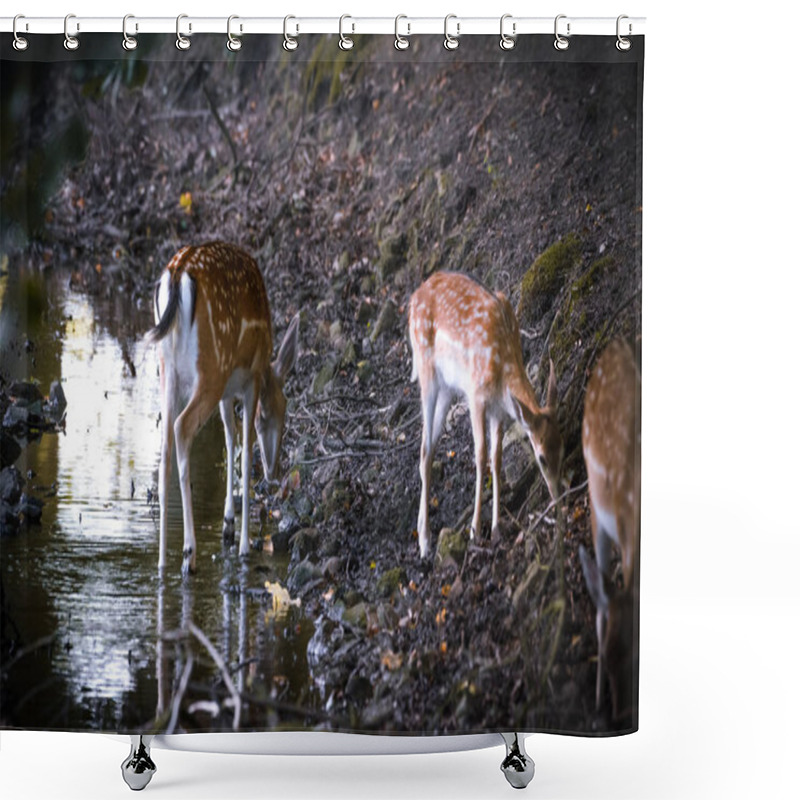 Personality  Fallow Deer In An Enclosure Shower Curtains