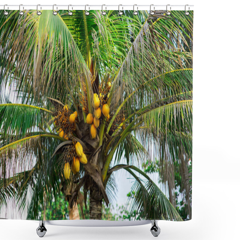 Personality  Coconuts On Palm Tree Shower Curtains