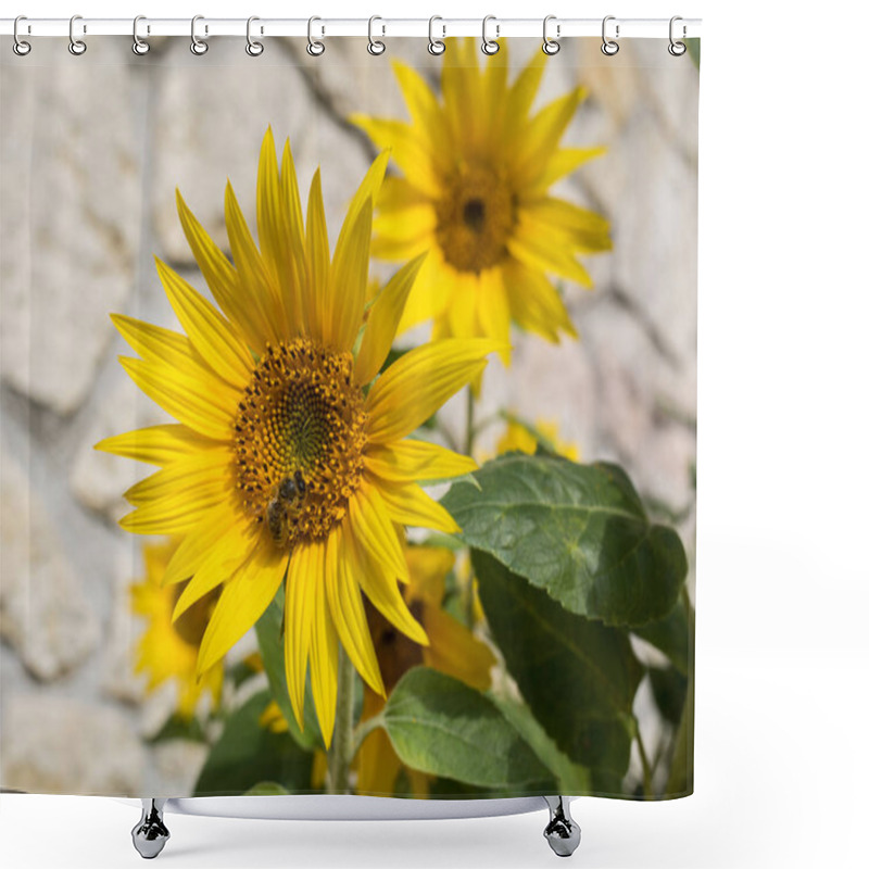 Personality  Blooming Sunflowers Against The Background Of A Limestone Wall Shower Curtains