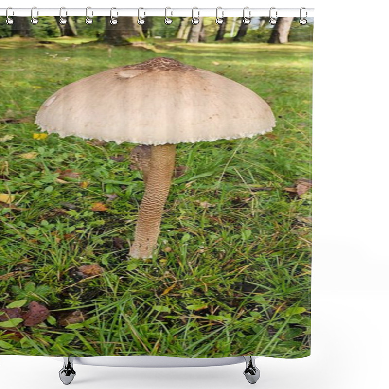 Personality  Close-Up Of Wild Mushroom In A Forest Setting During Autumn Shower Curtains