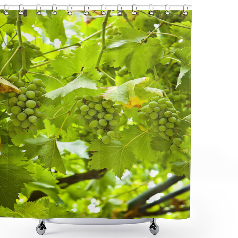 Personality  Grapes Shower Curtains