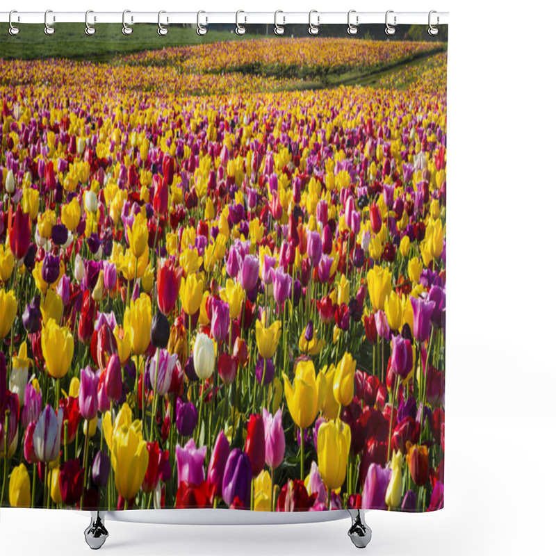 Personality   Rows Of Tulips At A Flower Farm Shower Curtains