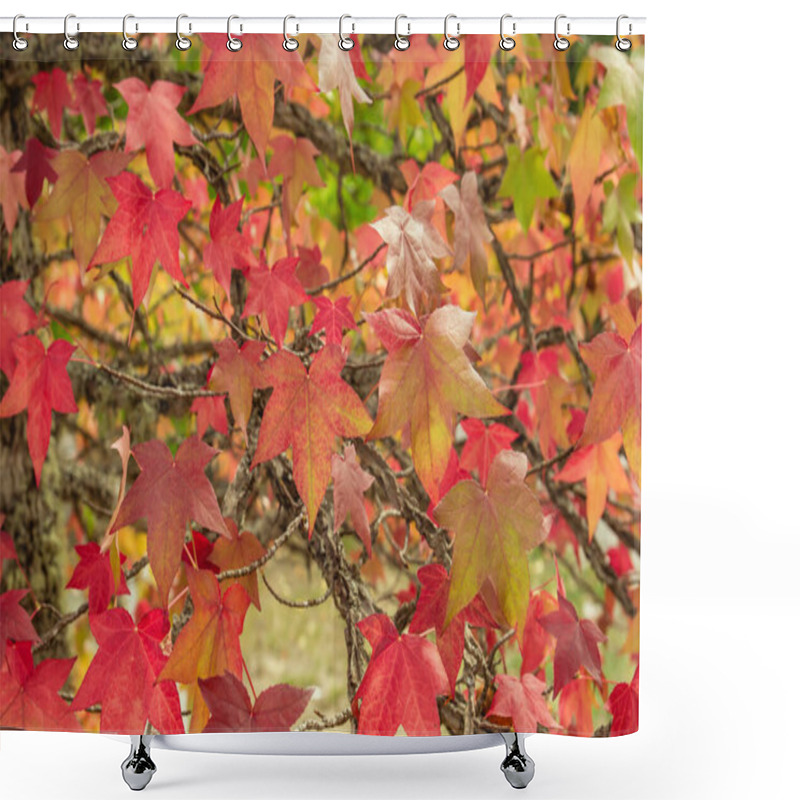 Personality  Liquidambar Tree Red Autumnal Foliage Shower Curtains