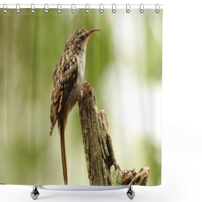 Personality  Short-Toed Treecreeper - Certhia Brachydactyla Shower Curtains