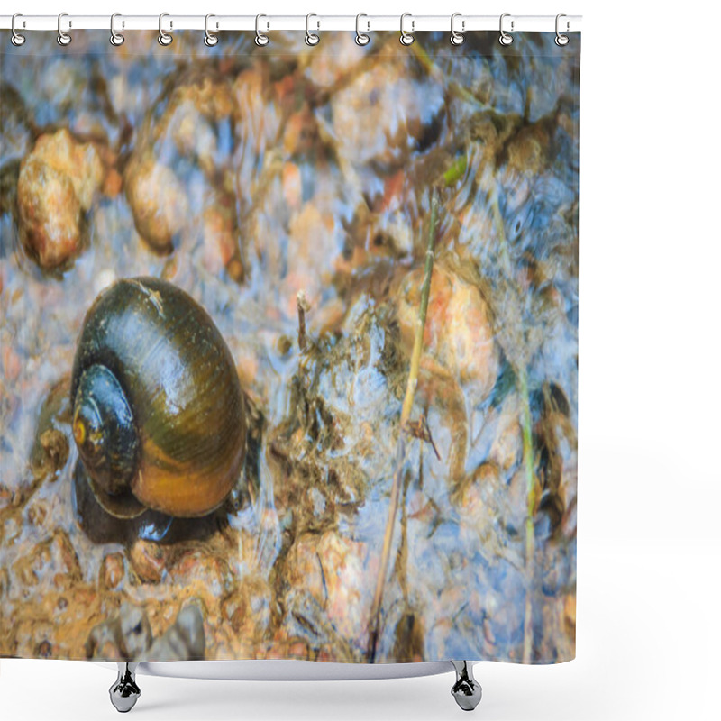 Personality  Golden Applesnail Or Channeled Applesnail Is The Alien Imported From Abroad. The Number Is Increasing And Spread In Almost All Areas Of Thailand. It Is A Freshwater Mollusk That Is A Major Rice Enemy. Shower Curtains