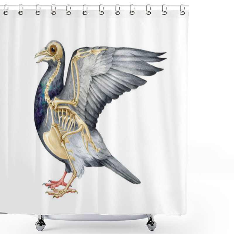 Personality  Bird Skeleton With Body. Realistic Detailed Illustration. Bird Inner Anatomy Structure For Studying. Pigeon Skeleton With All Detailed Bones Science Image. White Background. Shower Curtains