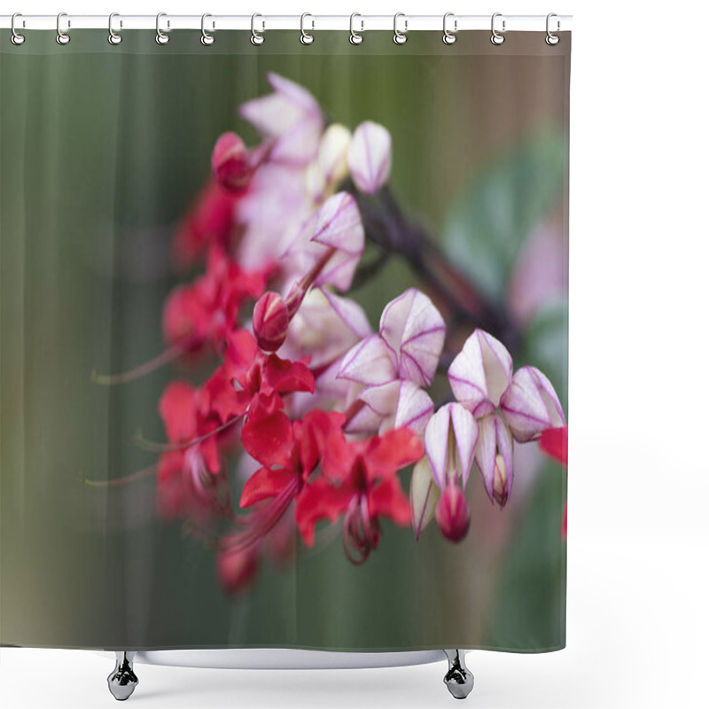 Personality  Clerodendrum Thompson (lat. Clerodendrum Thomsonae) - Flowers Cl Shower Curtains