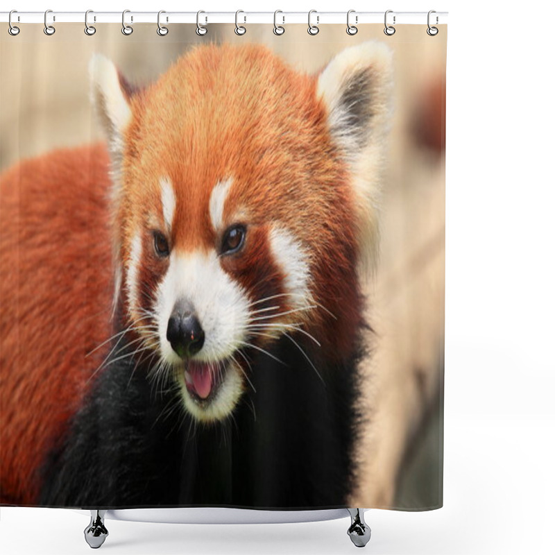 Personality  Smiling Red Panda Shower Curtains