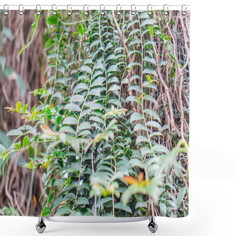 Personality  Close-up Of Layered Green Foliage With Diverse Textures, Shallow Depth Of Field, Hint Of Blue Sky, No Texts Present, A Shower Curtains