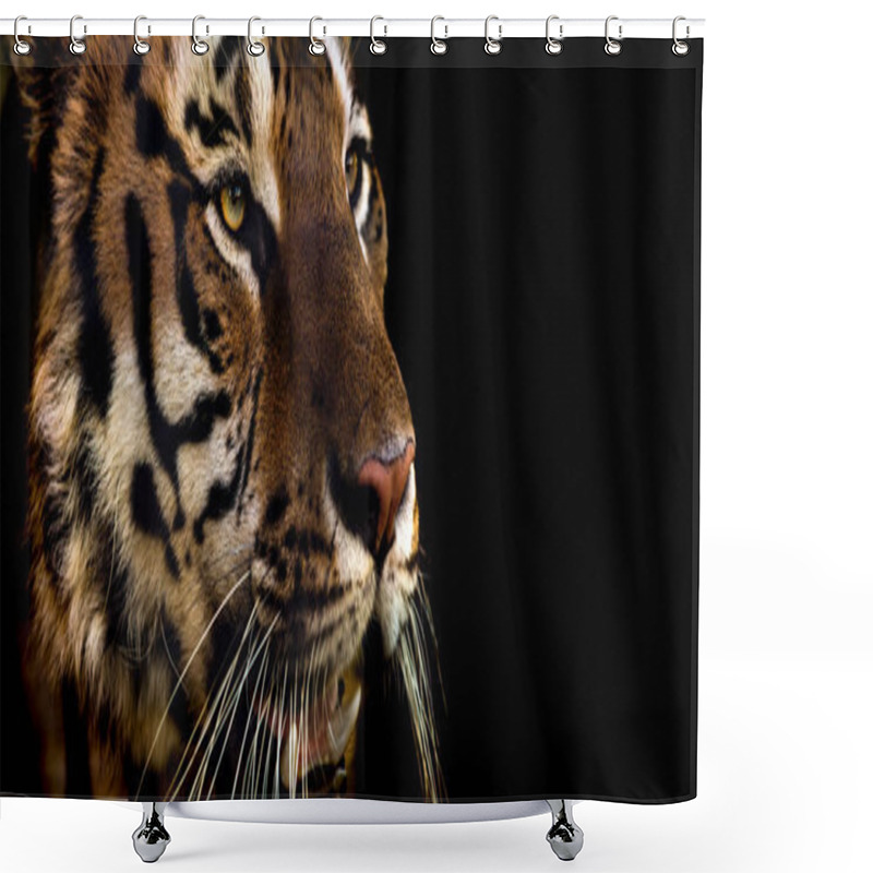 Personality  Wild Siberian Tiger On Nature, Closeup Horizontal Photo Shower Curtains